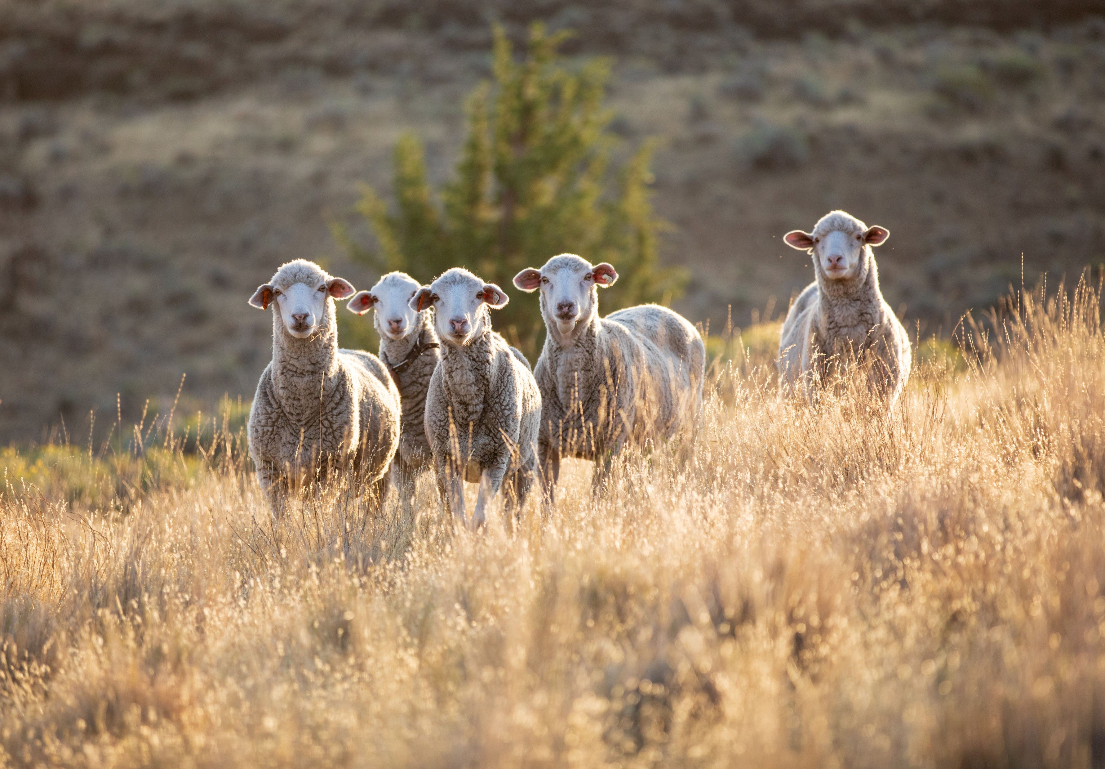 Shaniko Wool Company